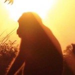 A monkey silhouetted by the sun
