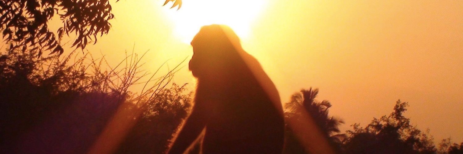 A monkey silhouetted by the sun